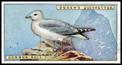 15 Common Gull